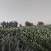 ذرت‌علوفه