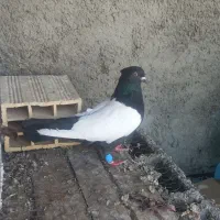 کبوتر سینه سیاه