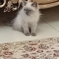 بچه گربه