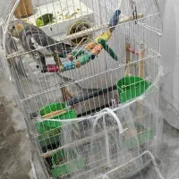 فروش عروس هلندی