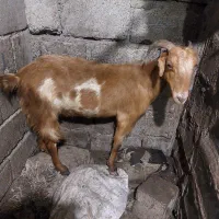 گوسفند ماده