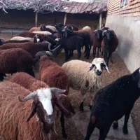 بره های پرواری جفتی ۲۶۰۰۰۰۰۰تومن