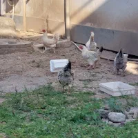 مرغ و خروس