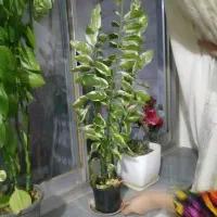 گل با محتویات