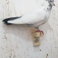 دم سبز تهرانی
