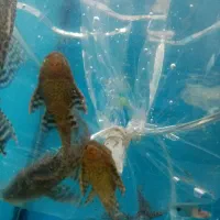 ماهی کت پوزه ای|ماهی|تربتحیدریه, ابوذر|دیوار