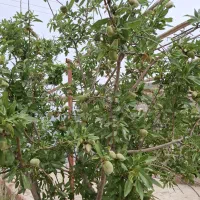 شش-صد-متر-باغ-باساخت-شصدمتر-مسکونی-دارای-استخر-برف
