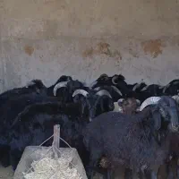 ۱۰ راس کوهه چاق