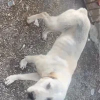 سگ  نر وماده گمشده ۱۰۰ میلیون مژدگانی