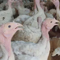 باسلام فروش جوجه بوقلمون بیوتی وزن 2کیلوگرم