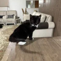 واگزاری توله گربه