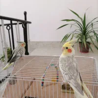 خشکل و زیبا