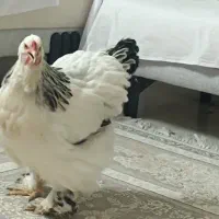 مرغ برهما لایت