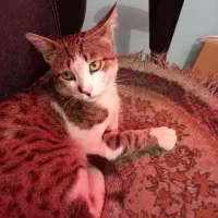 گربه dsh نر