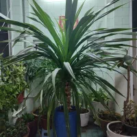 گلدان بزرگ وشیک|گل و گیاه طبیعی|یزد, |دیوار