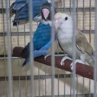 طوطی برزیلی یا کوتوله نر و ماده