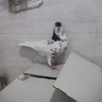 رنگی|پرنده|شیراز, شهرک مدرس|دیوار