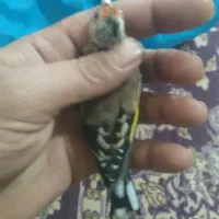 سهره نا خون سفید|پرنده|همدان, |دیوار