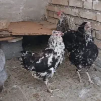 مرغ