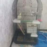 عروس هلندی|پرنده|فولادشهر, C3|دیوار