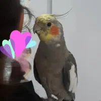 دروازه گم شده.عروس هلندی