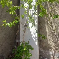 سنگ اوپن 2عدد