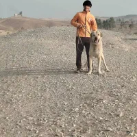 سگ عراقی|سگ|کهریزک, |دیوار