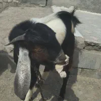 نری جوان و سرحال|حیوانات مزرعه|رودخانه, |دیوار