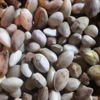 خریدار پسته‌ پوک