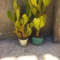کاکتوس