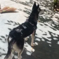 سگ هاسکی خوشکل|سگ|بوکان, |دیوار