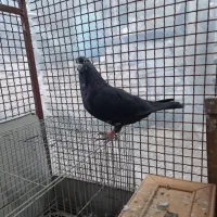 کبوتر|پرنده|آزادشهر, |دیوار