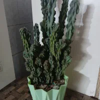 کاکتوس صخره ای