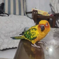 طوطی خورشیدی رام رام  7 ماهه