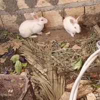 خرگوش احلی|موش و خرگوش|بندر امام خمینی, |دیوار