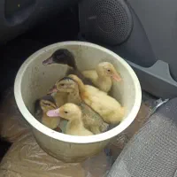 جوجه غاز .اردک .مرغ