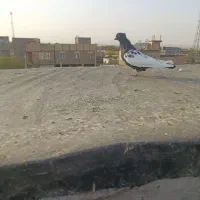 سینه سیاه|پرنده|مشهد, شهرک صنعتی توس|دیوار