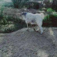 نری سنگین وزن|حیوانات مزرعه|فاریاب, |دیوار