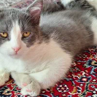 گربه بریتیش نر