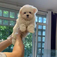 مالتیز تیکاپ