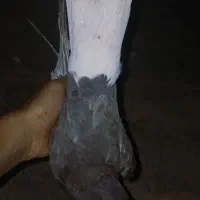 دم سفید معاوضه و فروش