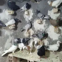۲۲ تا کفتر مشهد رنگه و المانی به شرط