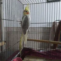 عروس هلندی نر