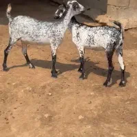 داشتی|حیوانات مزرعه|سقز, |دیوار