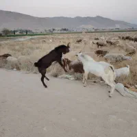 فروش کهره نر|حیوانات مزرعه|شیراز, کفترک|دیوار