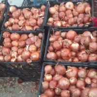 پیاز فلات زرد