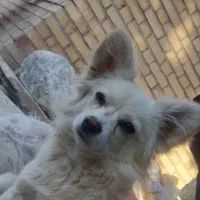 فوری|سگ|شهرکرد, |دیوار