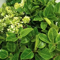 گل خونگی|گل و گیاه طبیعی|اصفهان, گرکان|دیوار