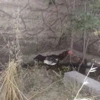 خروس لاری