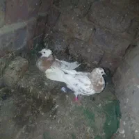 کبوتر کاکلی|پرنده|بیرجند, |دیوار